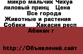 микро мальчик Чихуа лиловый принц › Цена ­ 90 - Все города Животные и растения » Собаки   . Хакасия респ.,Абакан г.